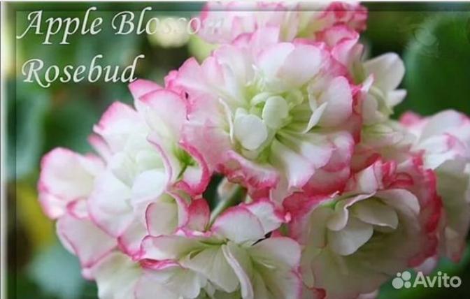 Пеларгония Эппл Блоссом Розебуд (Apple Blossom Rosebud) 3