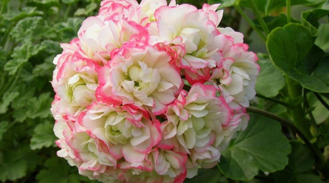 Пеларгония Эппл Блоссом Розебуд (Apple Blossom Rosebud) 4