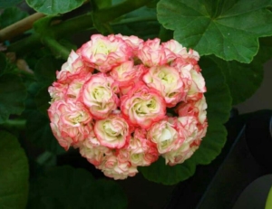 Пеларгония Эппл Блоссом Розебуд (Apple Blossom Rosebud)