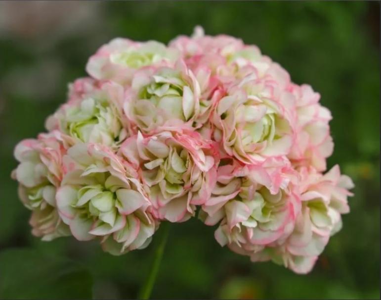 Пеларгония Эппл Блоссом Розебуд (Apple Blossom Rosebud) 5