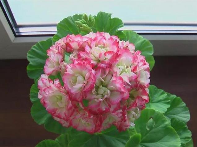 Пеларгония Эппл Блоссом Розебуд (Apple Blossom Rosebud) 6