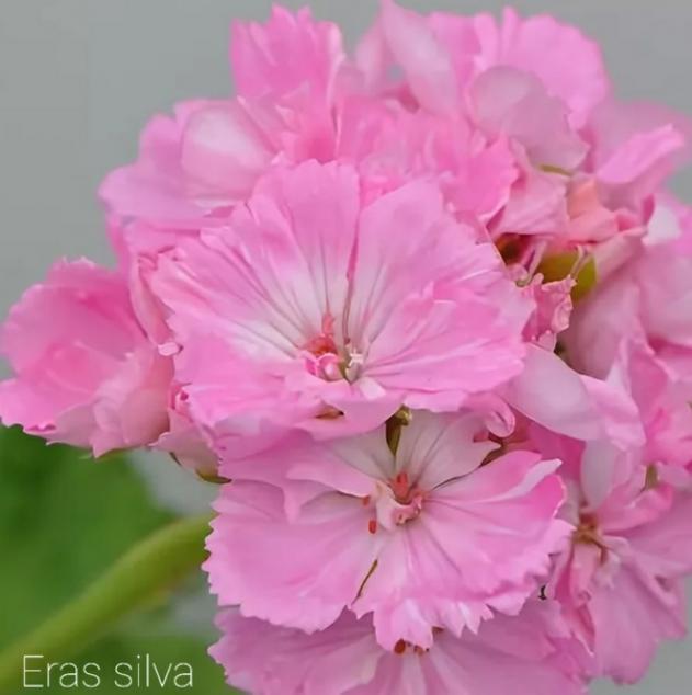 Пеларгония ERAs Silva 4