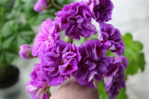 Пеларгония ЕС-Императрица Уругвая