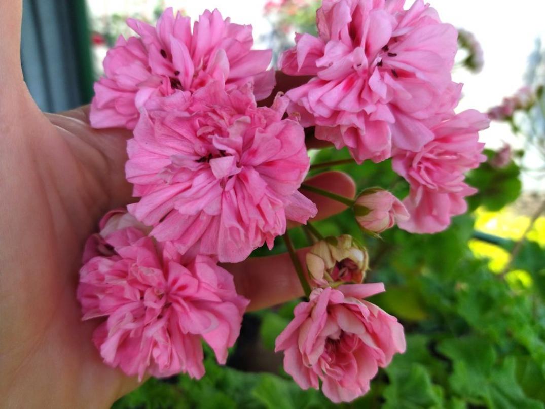 Пеларгония Ева Флай 3