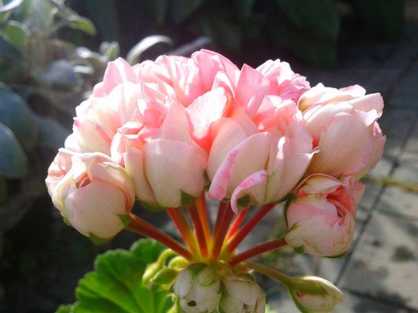 Пеларгония Exotica Appleblossom 3
