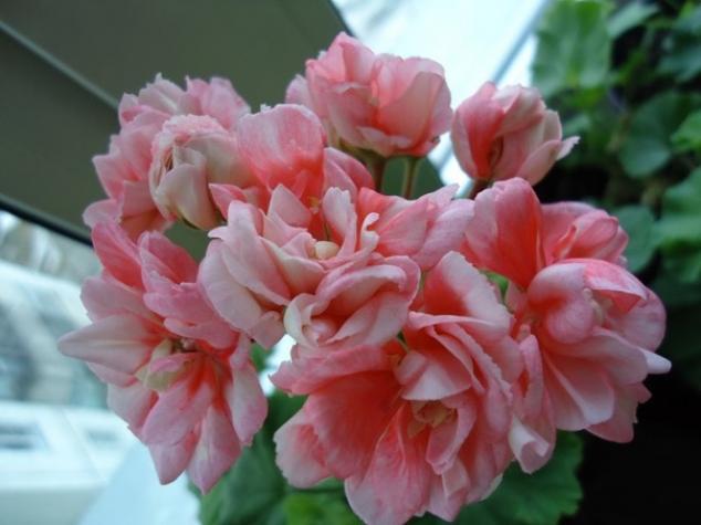 Пеларгония Exotica Appleblossom 4