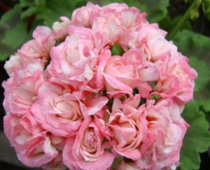 Пеларгония Exotica Appleblossom