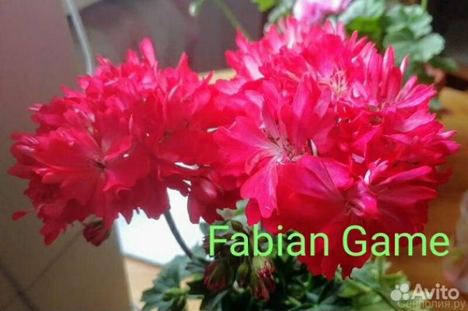 Пеларгония Fabian Game
