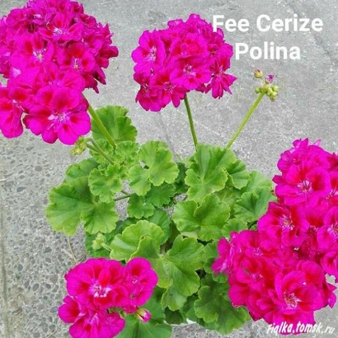 Пеларгония Фи Сериз Полина (Fee Cerise Polina) 3