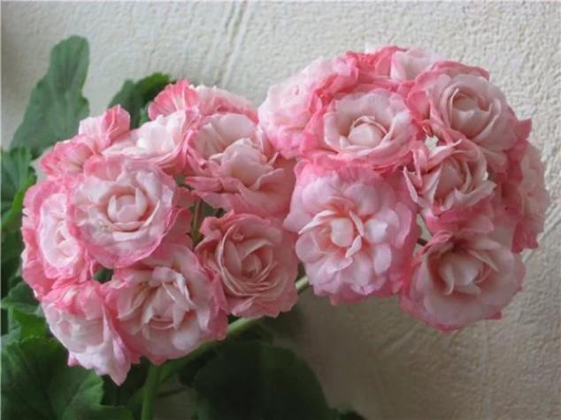 Пеларгония Фишер Аплеблоссом (Fischers Appleblossom) 2