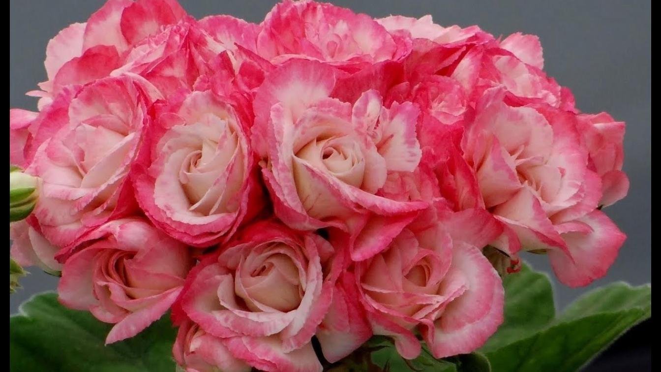 Пеларгония Фишер Аплеблоссом (Fischers Appleblossom) 3