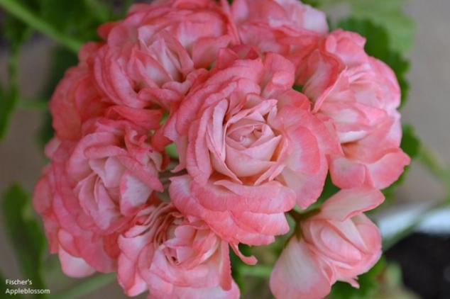 Пеларгония Фишер Аплеблоссом (Fischers Appleblossom) 4