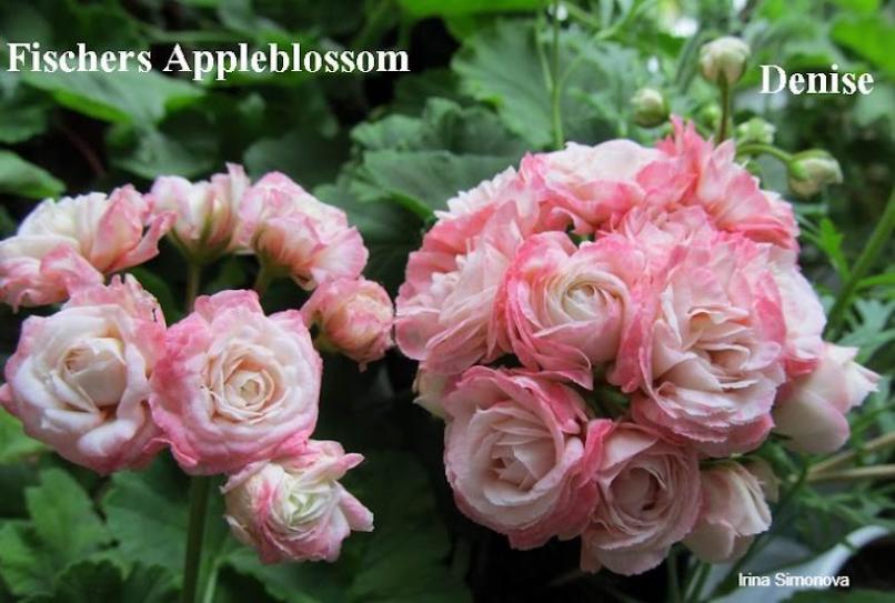 Пеларгония Фишер Аплеблоссом (Fischers Appleblossom) 5