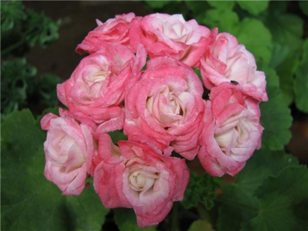 Пеларгония Фишер Аплеблоссом (Fischers Appleblossom) 6