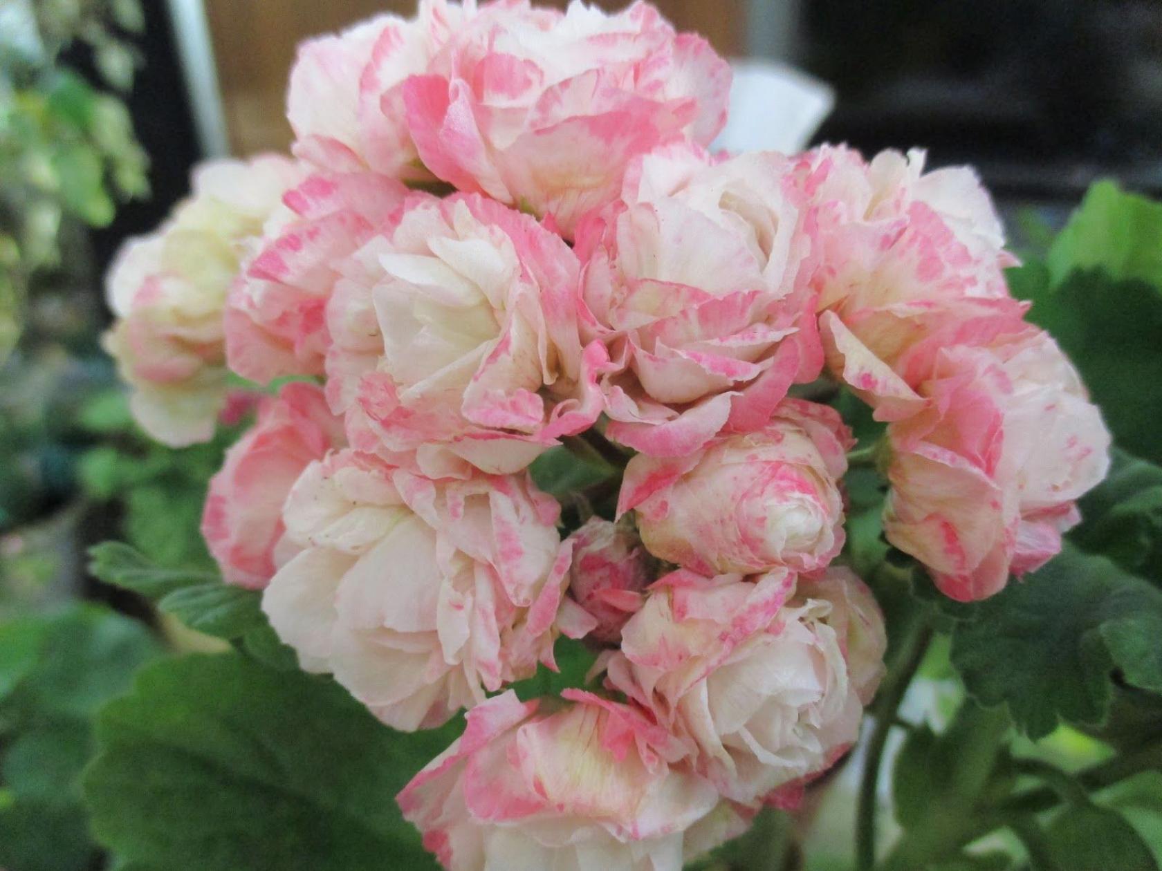 Пеларгония Фишер Аплеблоссом (Fischers Appleblossom)