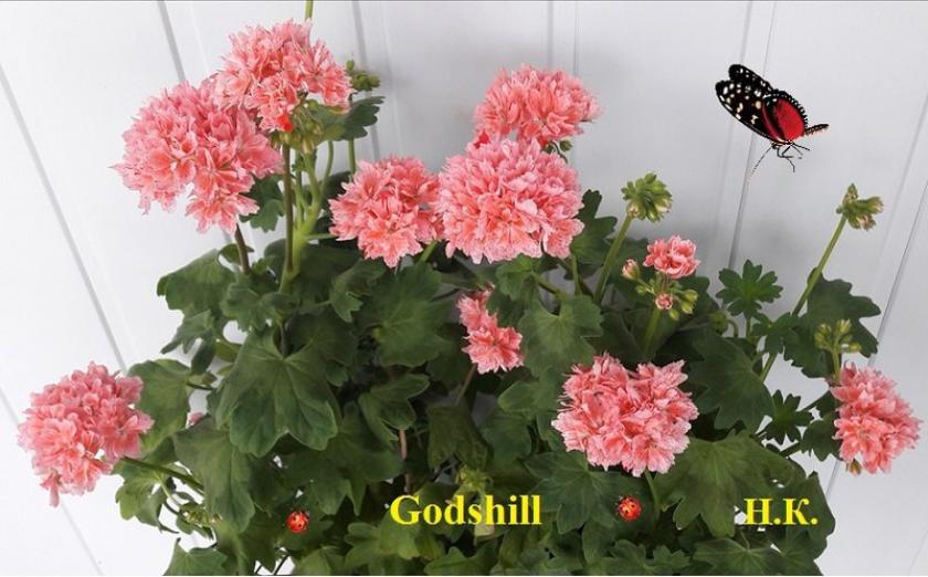 Пеларгония Godshill 3