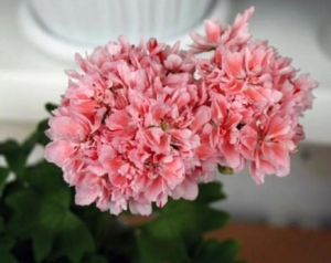 Пеларгония Godshill