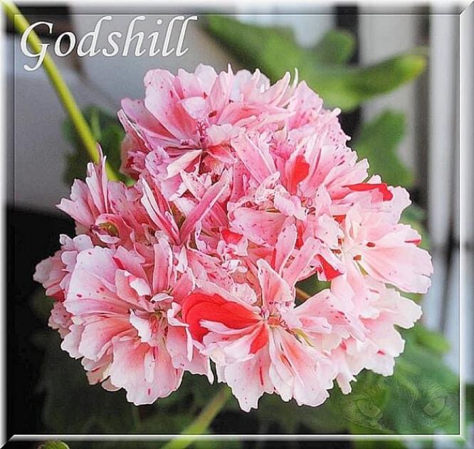 Пеларгония Godshill 5