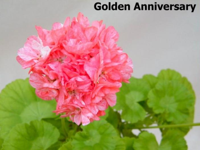 Пеларгония Голден Анниверсари (Golden Anniversary) 5