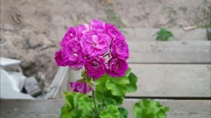 Пеларгония Готика