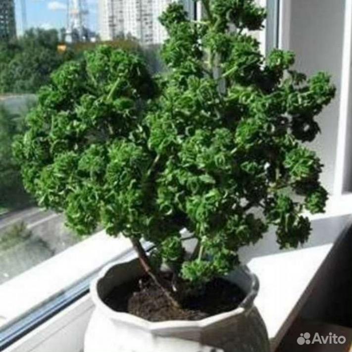 Пеларгония Гравиоленс Бонтросай (Graveolens Bontrosai) 2