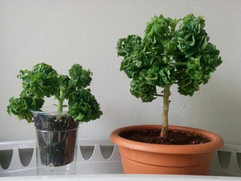Пеларгония Гравиоленс Бонтросай (Graveolens Bontrosai) 4
