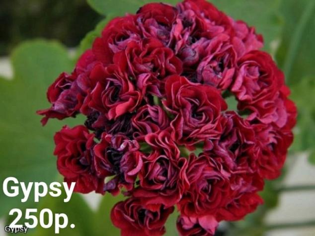 Пеларгония Gypsy 4