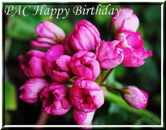 Пеларгония Happy Birthday 2