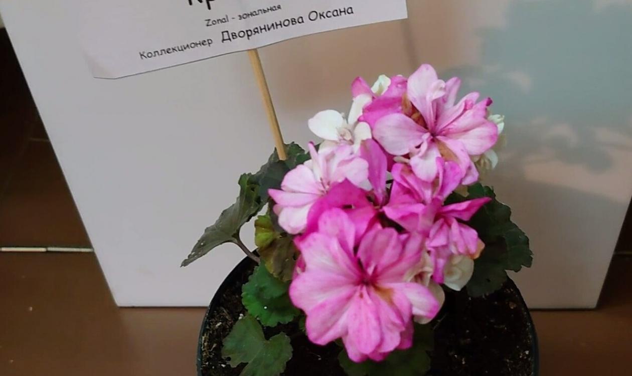 Пеларгония Ирида Фестиваль Красок 3