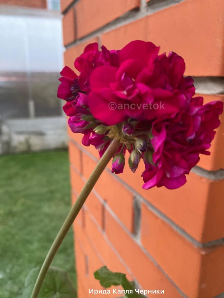 Пеларгония Ирида Капля Черники 5