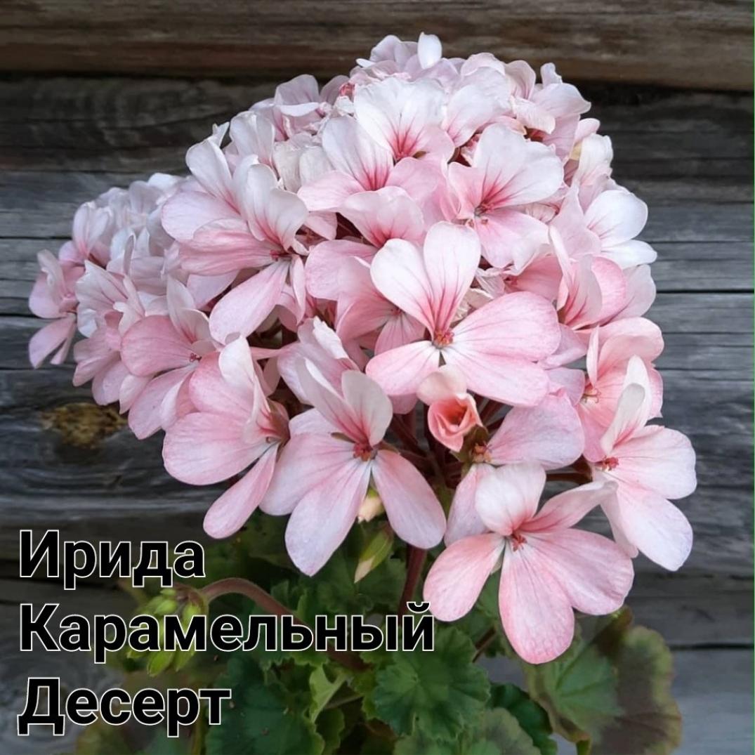 Пеларгония Ирида Карамельный Десерт 6