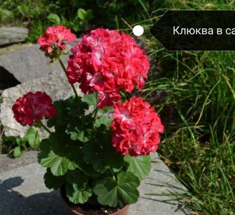 Пеларгония Ирида Клюква в сахаре 2