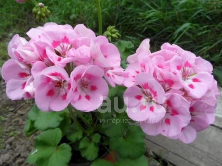 Пеларгония Ирида Конфетти 4