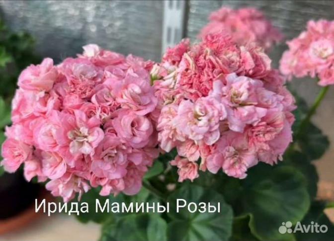 Пеларгония Ирида Мамины Розы 4