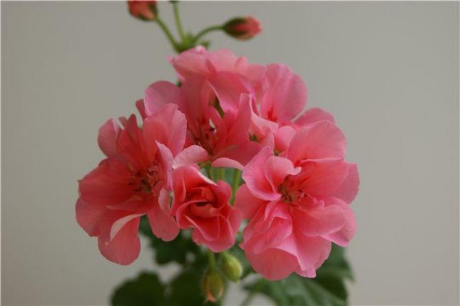 Пеларгония Ирина