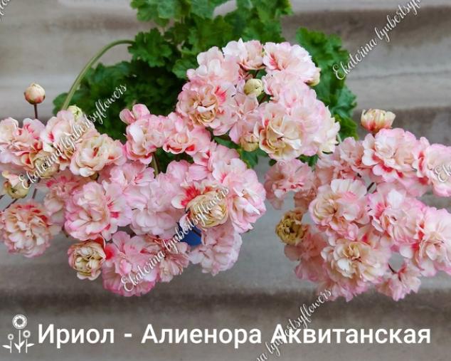 Пеларгония Ириол Алиенора Аквитанская 3