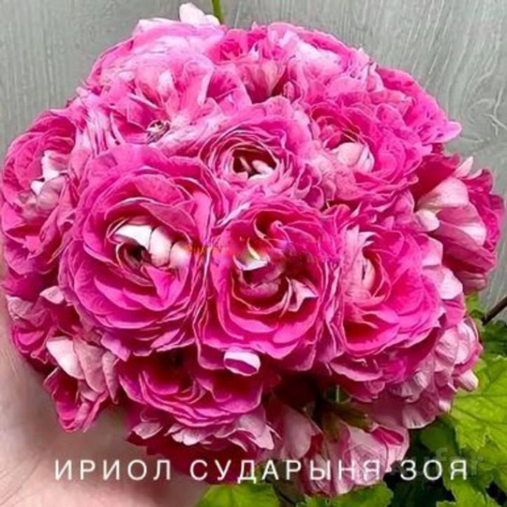 Пеларгония Ириол Сударыня Зоя 2
