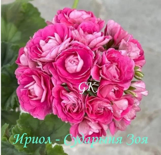 Пеларгония Ириол Сударыня Зоя 3