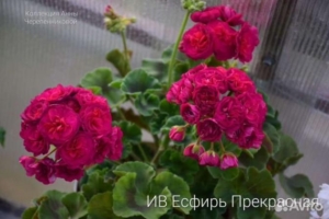 Пеларгония ИВ-Эсфирь Прекрасная