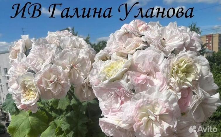 Пеларгония ИВ-Галина Уланова 3