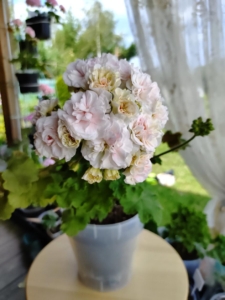 Пеларгония ИВ-Галина Уланова