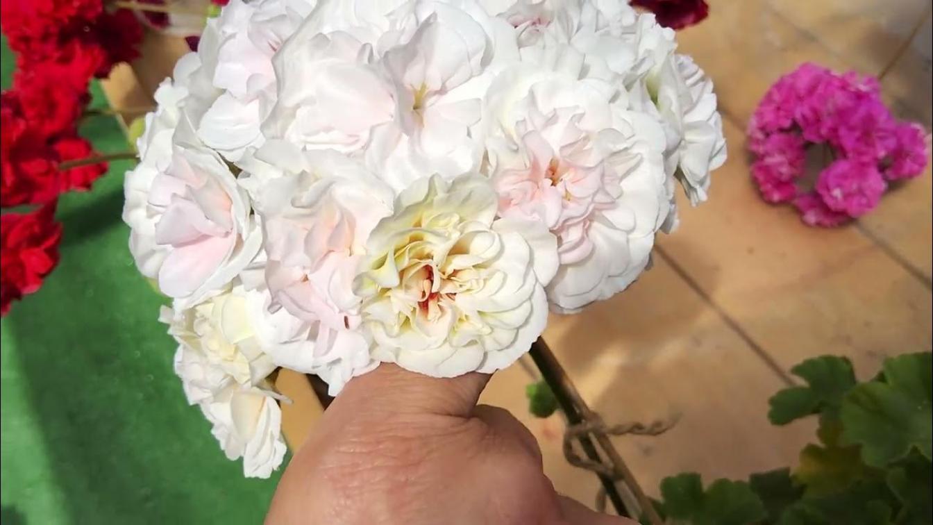 Пеларгония ИВ-Избранница