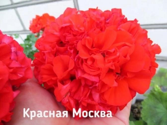 Пеларгония ИВ-Красная Москва 3