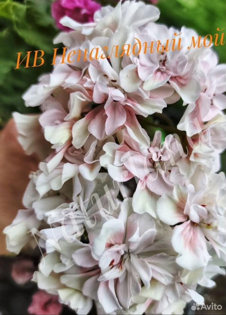Пеларгония ИВ-Ненаглядный Мой 3