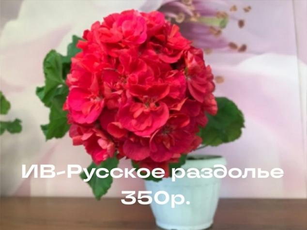Пеларгония ИВ-Русское Раздолье 3
