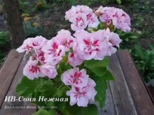Пеларгония ИВ-Соня Нежная
