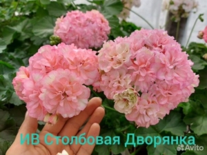 Пеларгония ИВ-Столбовая Дворянка