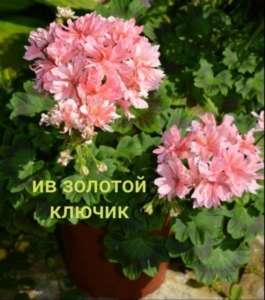 Пеларгония ИВ-Золотой Ключик