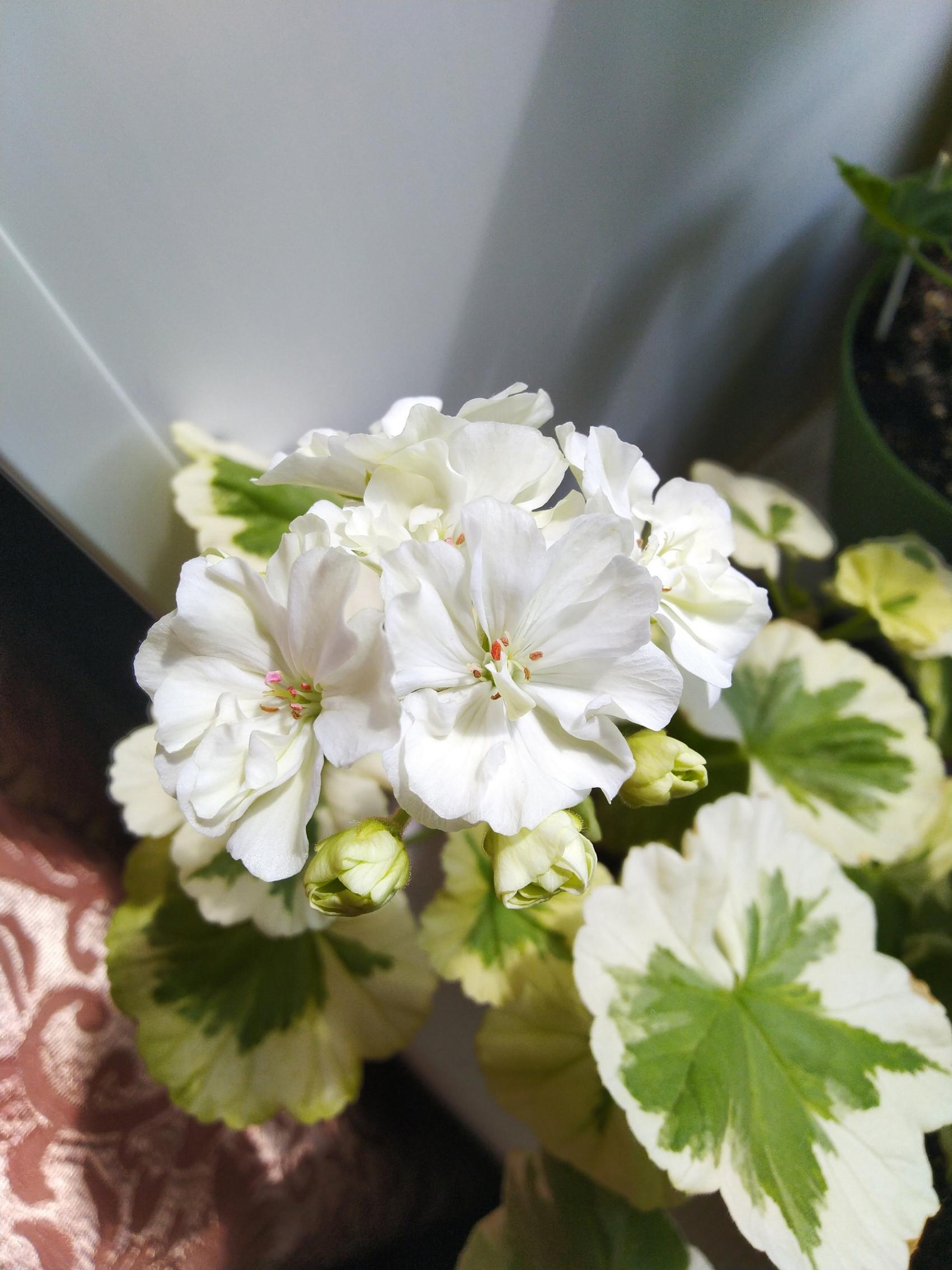 Пеларгония Ivory Snow 4