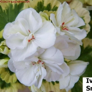 Пеларгония Ivory Snow